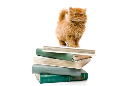 Cat standing on book stack