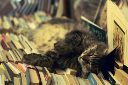 cat_books____by_umutvedat-500x333